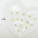 :: OUTLET : 小さいビオラ : 京びおら : ヒヨコ : 押し花素材 ::