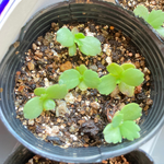 子宝草　多肉植物