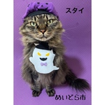 ハロウィンオバケスタイ、ねこちゃんの首輪