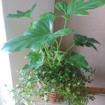セール！元気な寄せ植え、観葉植物、グリーンインテリア。