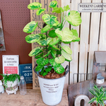 現品のみ♡レア【フリスビー煌ポリシャス】オシャレ観葉植物♡ナチュラルグリーン！ホワイト系ブリキ鉢♪