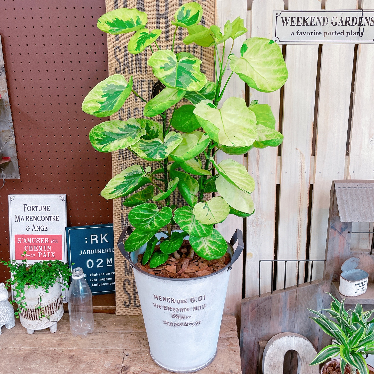 【珍しい樹形】ポリシャス トルネード 観葉植物 インテリアグリーン 珍しい樹形】ポリシャス トルネード 観葉植物 インテリア