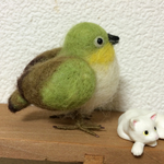 メジロ