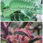 ハカラメSet♡ 多肉植物 子宝草&不死鳥 子株1株ずつ
