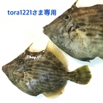 tora1221さま専用