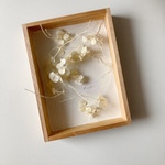 木箱の植物標本*Msize
