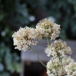 ミルキースクープ スカビオサの Dry Flower（5本組）