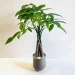 ハイドロカルチャー　パキラ　編み込み　小石原焼　陶器　観葉植物