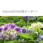 *ntk-m201592様オーダー*