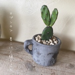 サボテン　墨こけし　植え込み