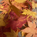 令和３年８月作成　北海道産紅葉や楓の押し葉　大量100枚＋