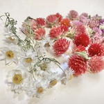 花かんざし・千日紅＊ドライ