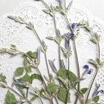 押し花素材(紫 草ボタン)