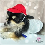 小型犬用犬服🐶家族で元気に運動会🍁体操服ジャージ♥️