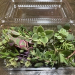 多肉植物　赤系ピンク系多め　カット苗