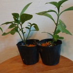 琉球藍挿し木発根小苗(2本セット)