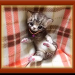 cherry様ご予約品おねがいにゃんこ 