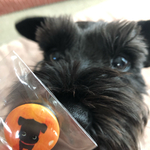 ミニチュアシュナウザー マグネット 