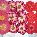 押し花商品【バラ】