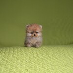 おちびポメラニアン オレンジ パピー 羊毛フェルト