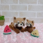 レッサーパンダの親子スイカ付き☆