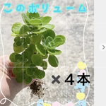 アロマティカス　根付き苗4本