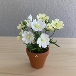 コスモス 1  花鉢