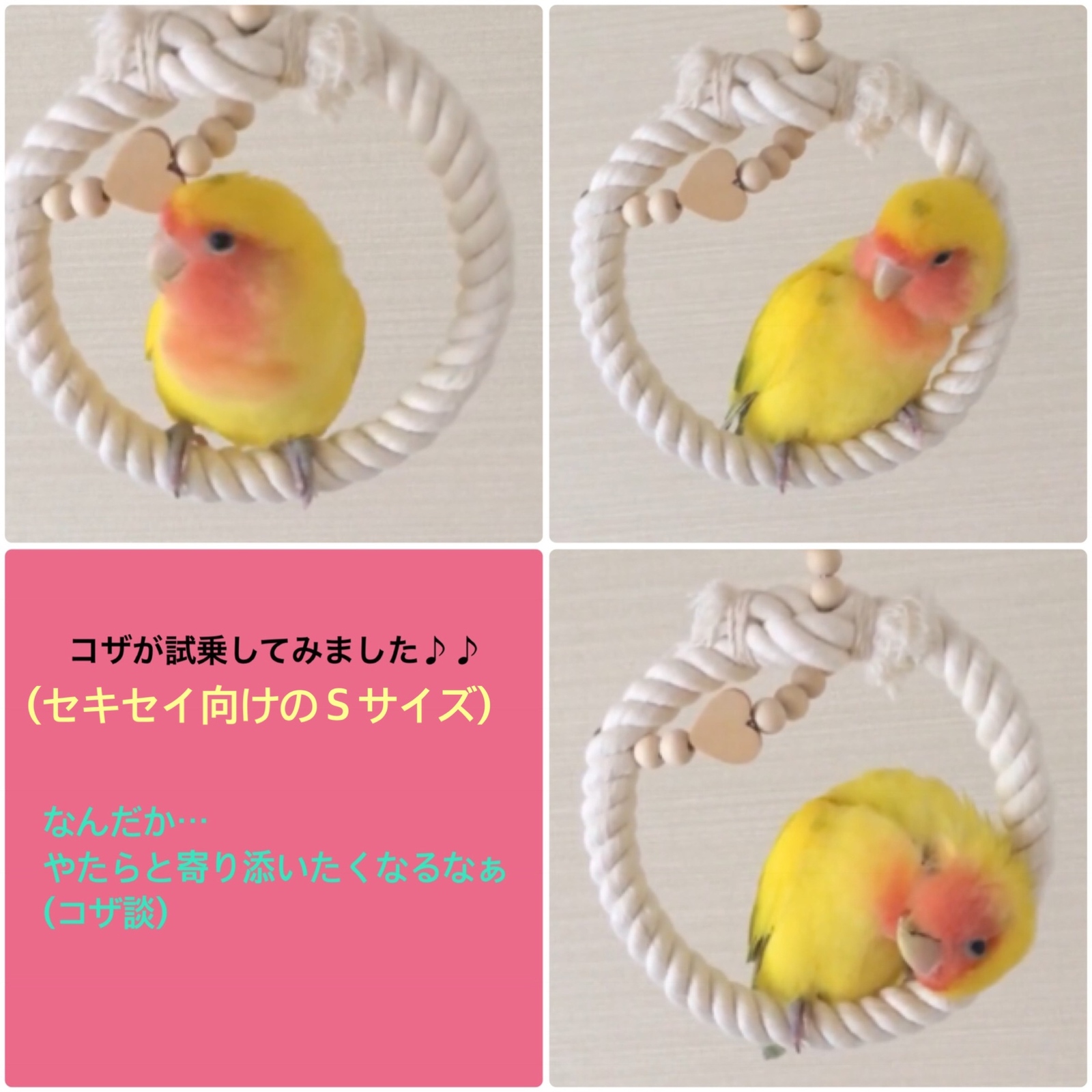 鳥ブランコおまとめ & リメイク 鳥ブランコおまとめ & リメイク Amazon | UB-Lab. 鳥 おもちゃ