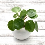 ピレア　ペペロミオイデス　観葉植物　インテリア　丸い陶器鉢