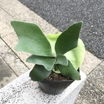 貯水葉充実♡  コウモリラン　ビカクシダ　ネザーランド/ Platycerium bifurcatum 'Netherlands' 3号