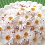 ✿在庫一掃SAIL✿ペーパーカスケード50花