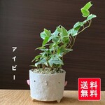育てやすく流れる葉が優しい雰囲気【アイビーのミニ盆栽　鉢　真山茜】