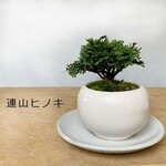 手のひらサイズの壮大な景色をお楽しみください【連山檜（れんざんひのき）の盆栽（白陶器鉢）・下皿セット】