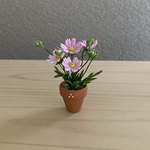 コスモス 11   ちびっこ鉢