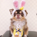  犬用＆猫用 うさぎ帽子 お月見