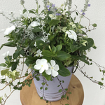 SALE🌼寄せ植え(送料無料)4200→3500