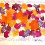 ♡new♡  ♡可愛い押し花セット♡ ♡たくさん入って使いやすい押し花セット♡
