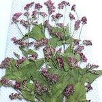 ソバの花の押し花