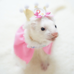 【　👑特別な日SET👑（みずいろ）　】