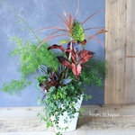 スタイリッシュなベースにクロトンの観葉植物ギャザリング寄せ植え