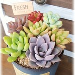 多肉植物の寄せ植え♪ピック付。　アンティークリメイク缶に。《ブルー》