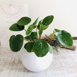 まあるい葉っぱ『ペペロミオイデス』4号　丸型陶器鉢　観葉植物　インテリア　多肉植物