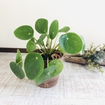 まあるい葉っぱ『ペペロミオイデス』ヒノキの香る鉢　観葉植物　インテリア　多肉植物
