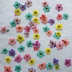 押し花　こでまり染め　50枚以上　S-90