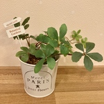 【再販×4】観葉植物代わり　人工観葉植物　フェイクグリーン