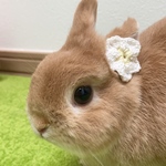 もみみフラワー🌸(プルメリア)