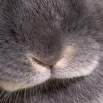 めめたん様オーダー品　うさぎのハーネス　46