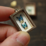 Insect Specimen 003