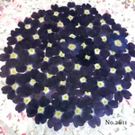 ♡new♡作家様必見♡ 人気のバーベナがいっぱい♡ 押し花セット