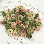 かすみ草　ドライフラワー　moss green gradation